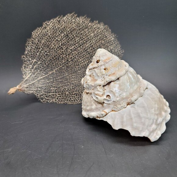 Vintage Shell Large Turbin Conk and Dried Sea Grass Sea Fan Seaside Decor PR122 - Picture 2 of 8